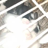 4عدد بچه خرگوش نروماده