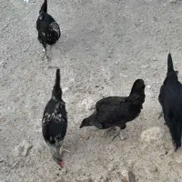 مرغ و خروس محلی|حیوانات مزرعه|آبدان, |دیوار