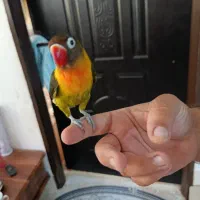 کوتوله فوق اشتی|پرنده|بندرعباس, |دیوار