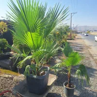 انجام کارهای باغچه ،باغ کاشت نگهداری.