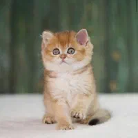 بریتیش نر دوماههny12