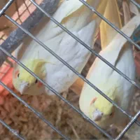 پرنده  جفت با تخم به شرط جوجه