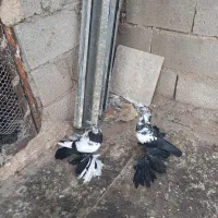 کبوتر الوان