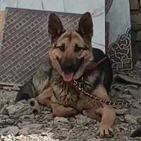 سگ جرمن شپرد ماده