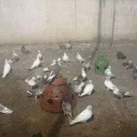 فروش کبوتر