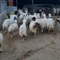 فروش بره|حیوانات مزرعه|کارزان, |دیوار