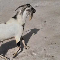 نری|حیوانات مزرعه|بندرلنگه, |دیوار