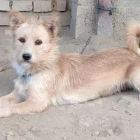 سگ پا کوتاه نژاد اشپیتز