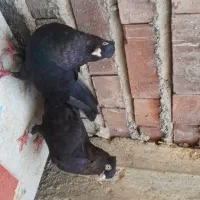 کفتر .کبوتر زیر قیمت مفت