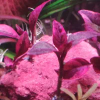 فروش اکواریوم و گیاه|ماهی|بندرعباس, |دیوار