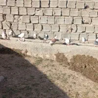 کبوتر