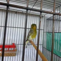 قناری گلاستر نر