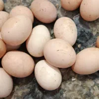 تخم مرغ محلی