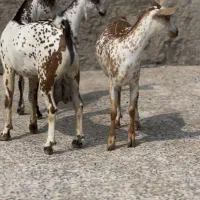 گل طلایی و همه رنگ
