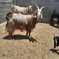 بز چاق قصر