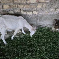 بز و بزغاله سانن و مورسیا اصل