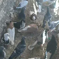 کبوتری پرشی