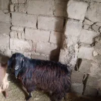 بزغاله چاق|حیوانات مزرعه|کنگاور, |دیوار