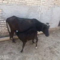 گاوو گوساله