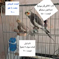 جفت عروس هلندی مولد و لوازم