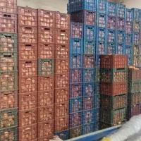 پرتقال نایلون پیچ 140تن|عمدهفروشی|قائمشهر, |دیوار