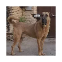 سگ سرابی