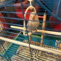 کوتوله|پرنده|یزد, |دیوار