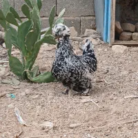 فروش مرغ بارو