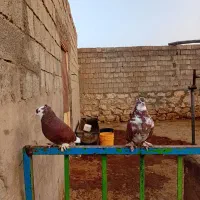 کبوتر|پرنده|نقده, |دیوار