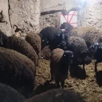 بره نر وماده تکی ویجا