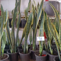 پتوس سانسوریا باباآدم خاک گلدان جاده کلات فرخد