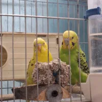 جفت مرغ عشق مولد