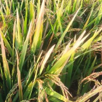 فروش شلتوک عقیلی|خوردنی و آشامیدنی|گتوند, |دیوار