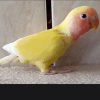 طوطی برذیلی کوله