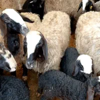 دام مولد اصلاح نژاد شال