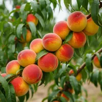 جشنواره خرید نهال صنوبر با 15٪ تخفیف ویژه|خدمات باغبانی و درختکاری|اقلید, |دیوار