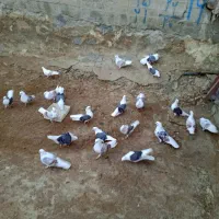 کبوتر گرده دار بیست تا.