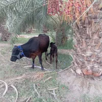 گاو