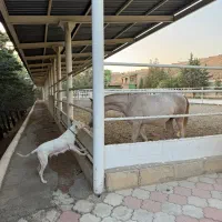 پانسیون و آموزش سوارکاری|اسب و تجهیزات اسب‌سواری|کوهسار (البرز), |دیوار