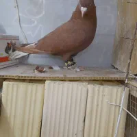 سرخ دم سفید و راست سرخ افشون