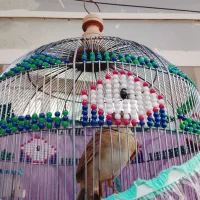 سهره خاکی|پرنده|خورموج, |دیوار