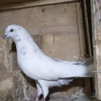 کبوتر پرشی|پرنده|کوهدشت, |دیوار