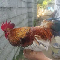 خروس تزئینی (ژاپنی)|پرنده|سیاهکل, |دیوار