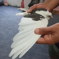 کبوترنرمست ماده دوست خوراک جلدشدنوغریبگیری|پرنده|تهران, خانی‌آباد|دیوار