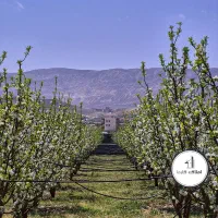 قطعات ویلایی باغچه / درختان بارده (دماوند)