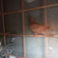 کفتر