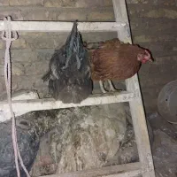 فروشمرغوخروس|حیوانات مزرعه|برخوار, |دیوار