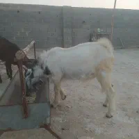 کهره نر