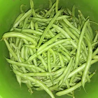 لوبیا سبز تازه