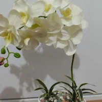 گل ارکیده نو